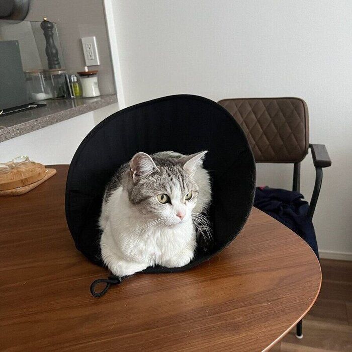 飼い主さんの帽子に入りくつろぐさばちゃん