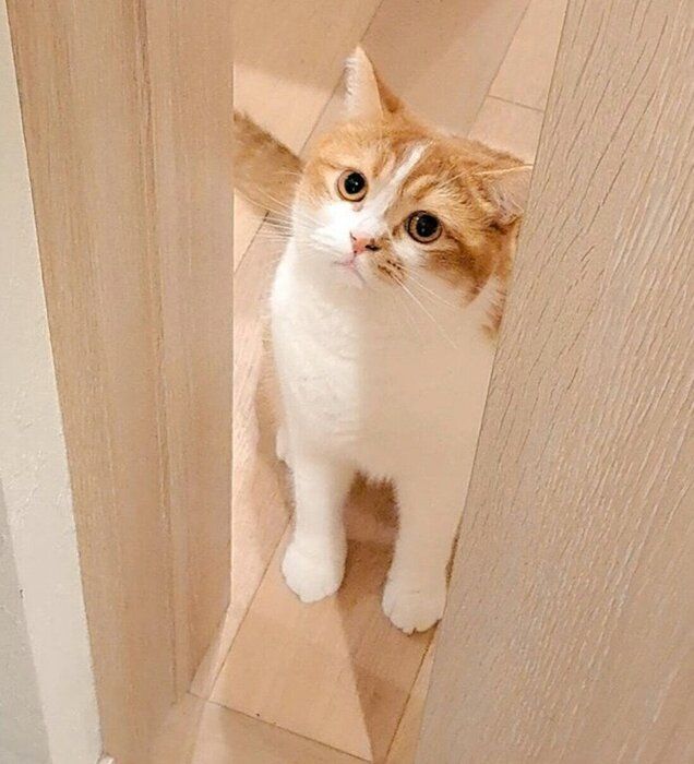 お風呂に入ろうとする飼い主さんを引き止めるもなかくん