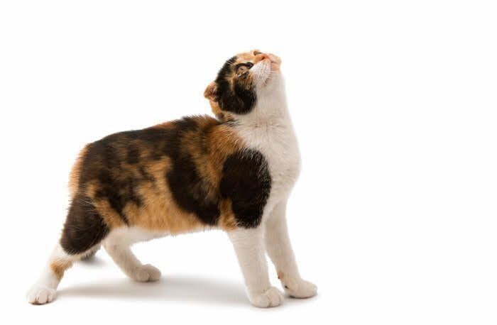 上を見つめる猫