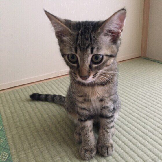 子猫