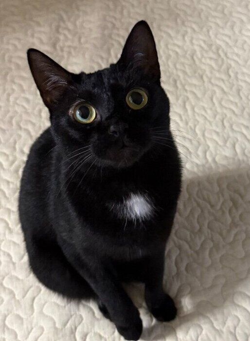 見上げる猫