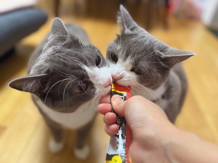 オヤツを食べるごましおくん、しらたまくん