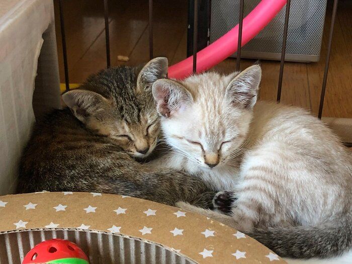 飼い主さんに2匹を迎え入れると決意させた1枚