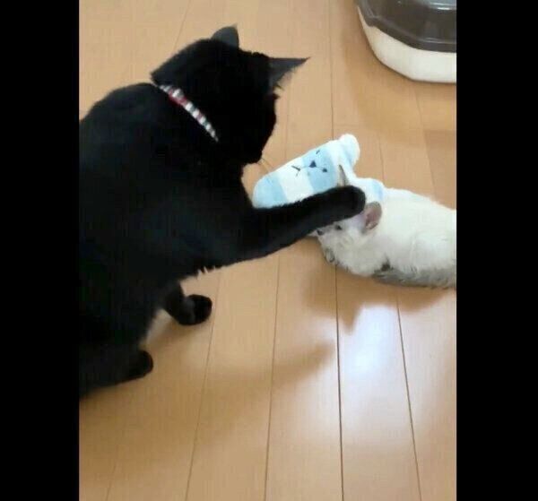 子猫に触れるミナちゃん