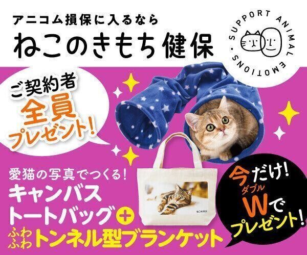 ねこがすき様専用 黒猫 の レディース Tシャツ / 猫好きさんへの ねこがすき様専用 黒猫 の レディース Tシャツ / 猫好きさんへの