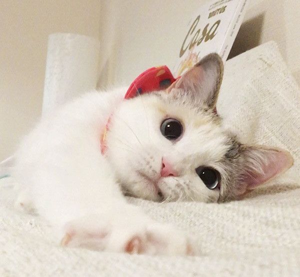 あおいちゃん