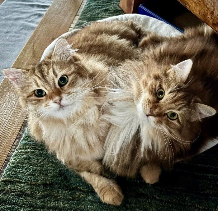 おとなになったブランくん、シェリーちゃん。