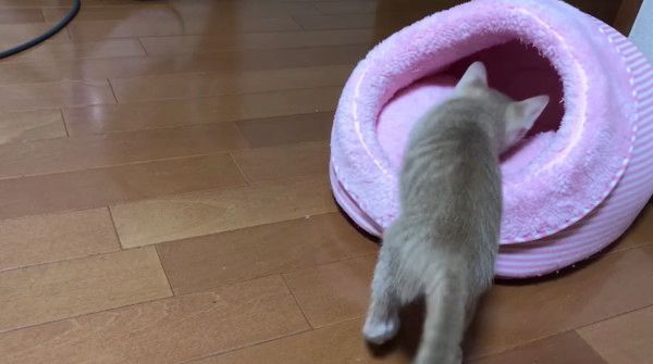眠る猫