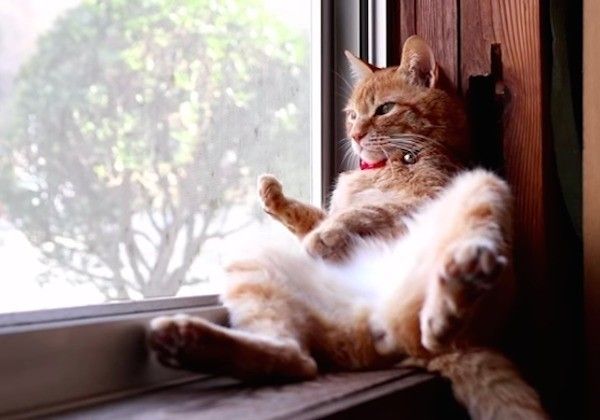 くつろぐ猫