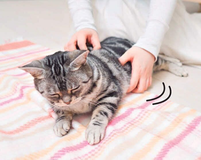 猫の腸マッサージ