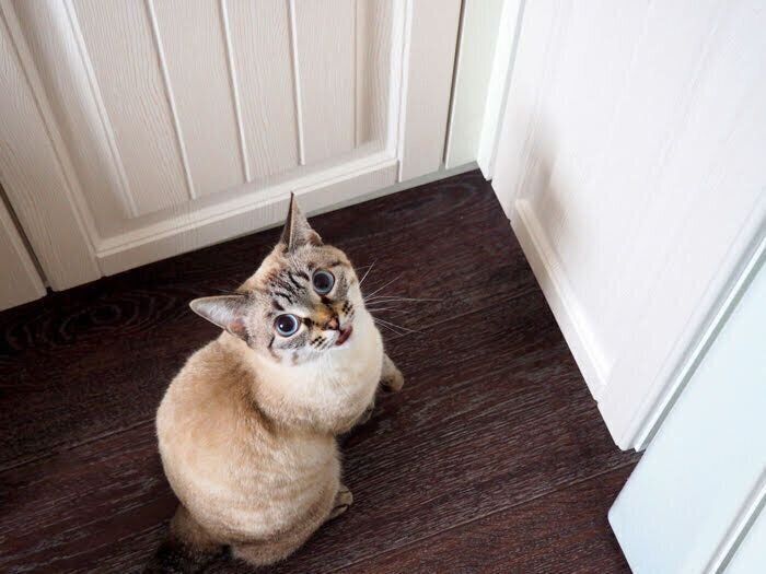 猫 見上げる