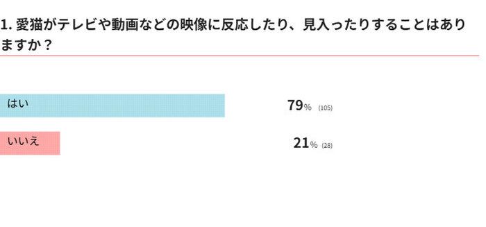 愛猫がテレビや動画などの映像に反応することはありますか?