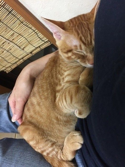 茶トラのことくん