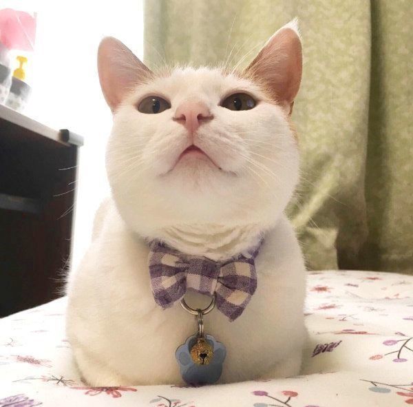 香箱座りをする猫