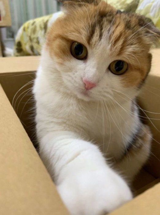 モモちゃん