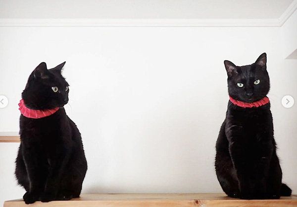 シンクロ黒猫兄弟