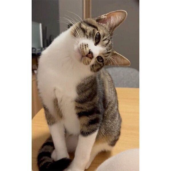 飼い主さんの歯磨きを不思議そうに見つめる猫 首をかしげすぎて顔が真横に ねこのきもちweb Magazine