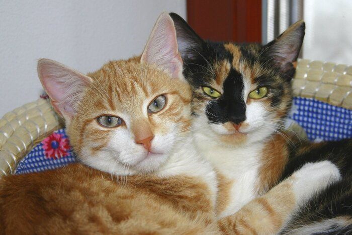 くっつく猫たち