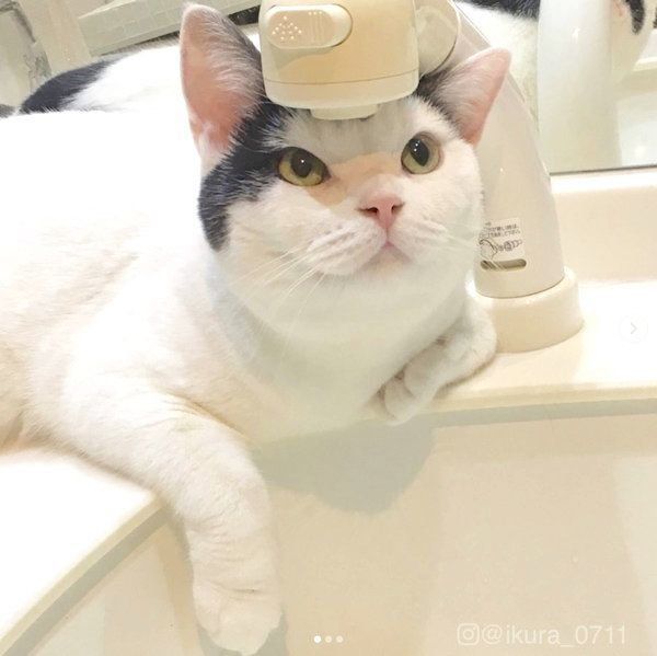 水浴びする猫