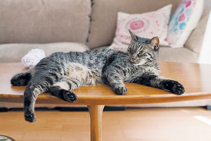 くつろぐ猫