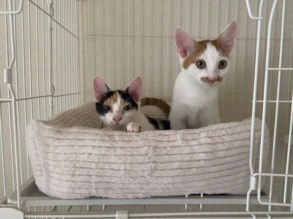 お迎えした当時のニケちゃん、ポッケくん