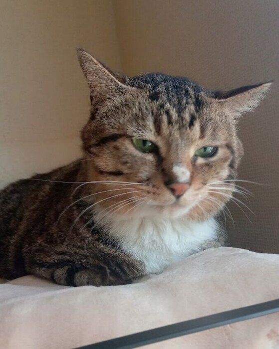 お迎えから約3日目の猫