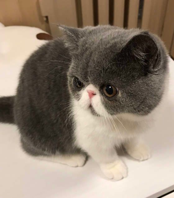 エキゾチックショートヘアのマシューくん