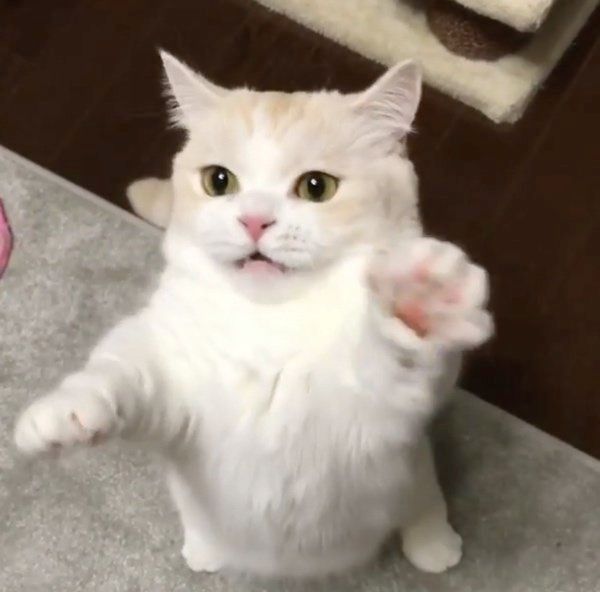 猫じゃらしで遊ぶマンチカン
