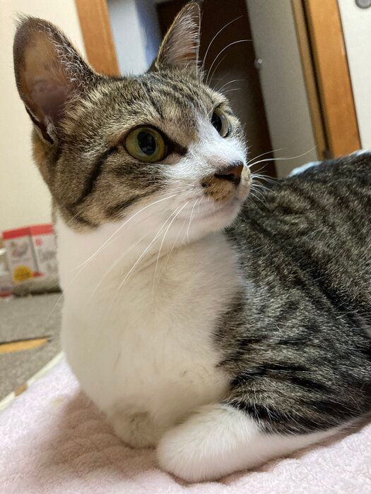くつろいでいるの猫