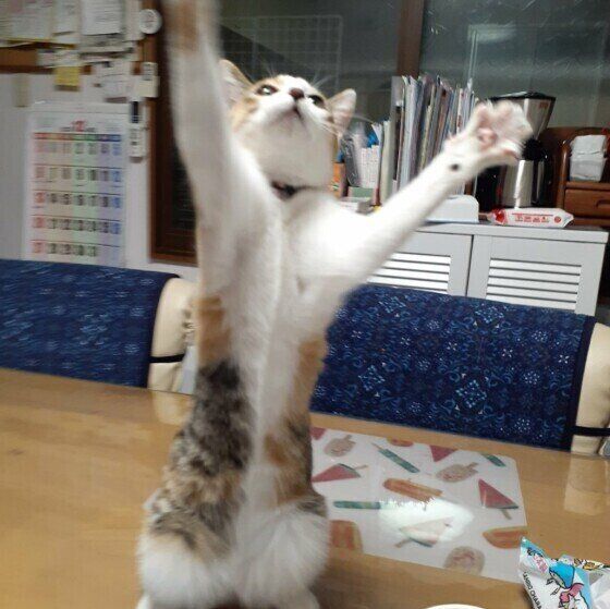 バンザイする三毛猫