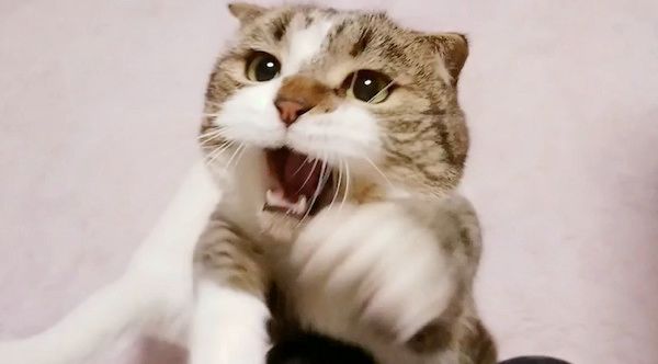 猫じゃらしで遊ぶマンチカン