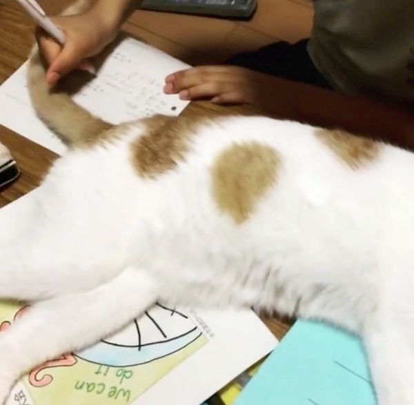 眠る猫