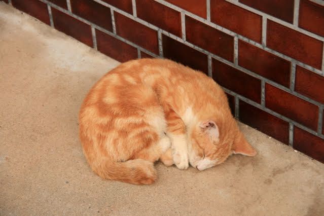 丸くなって寝ている猫