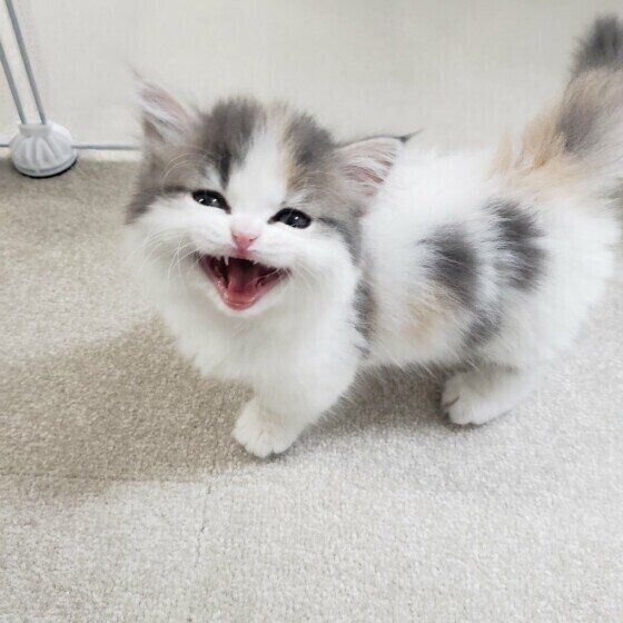 鳴いている猫