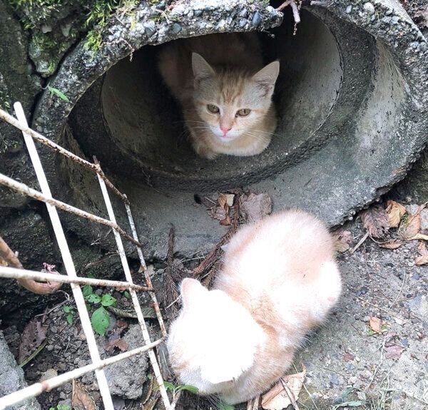 公園に捨てられていた子猫たち