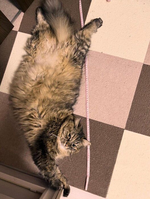 大きく成長したくるみちゃん