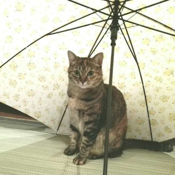傘の中に入るキジトラ