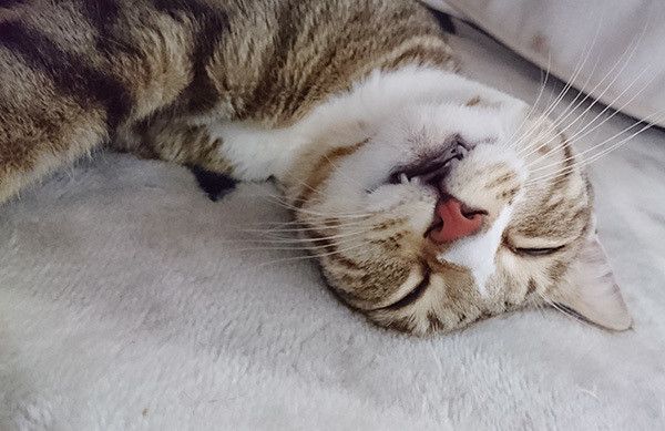 眠る猫