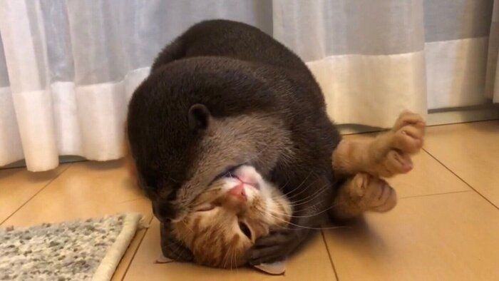 じゃれあう2匹