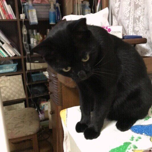 見つめる猫