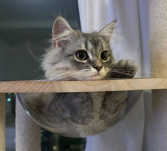 宇宙船ボウルデビューしたとろろくん
