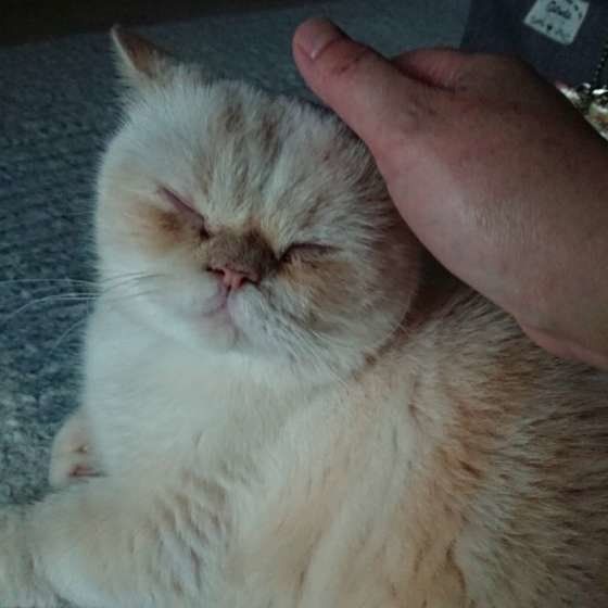なでなでしてもらっているさねすけくん