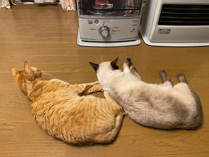 ストーブから離される猫たち