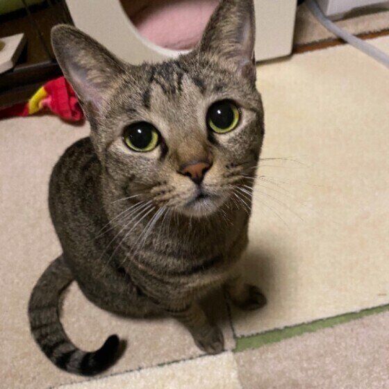 上目遣いをするキジトラ