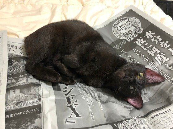 新聞の上に寝転がる黒猫