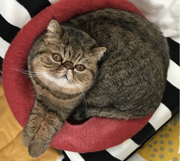 見上げるエキゾチックショートヘア