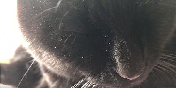 眠る黒猫