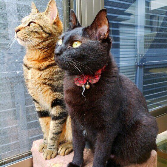 外を眺める猫