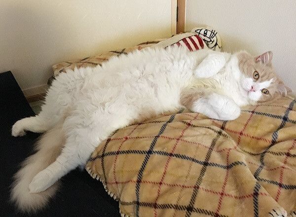 見つめる猫
