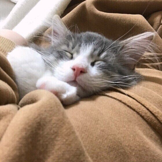 寝る子猫